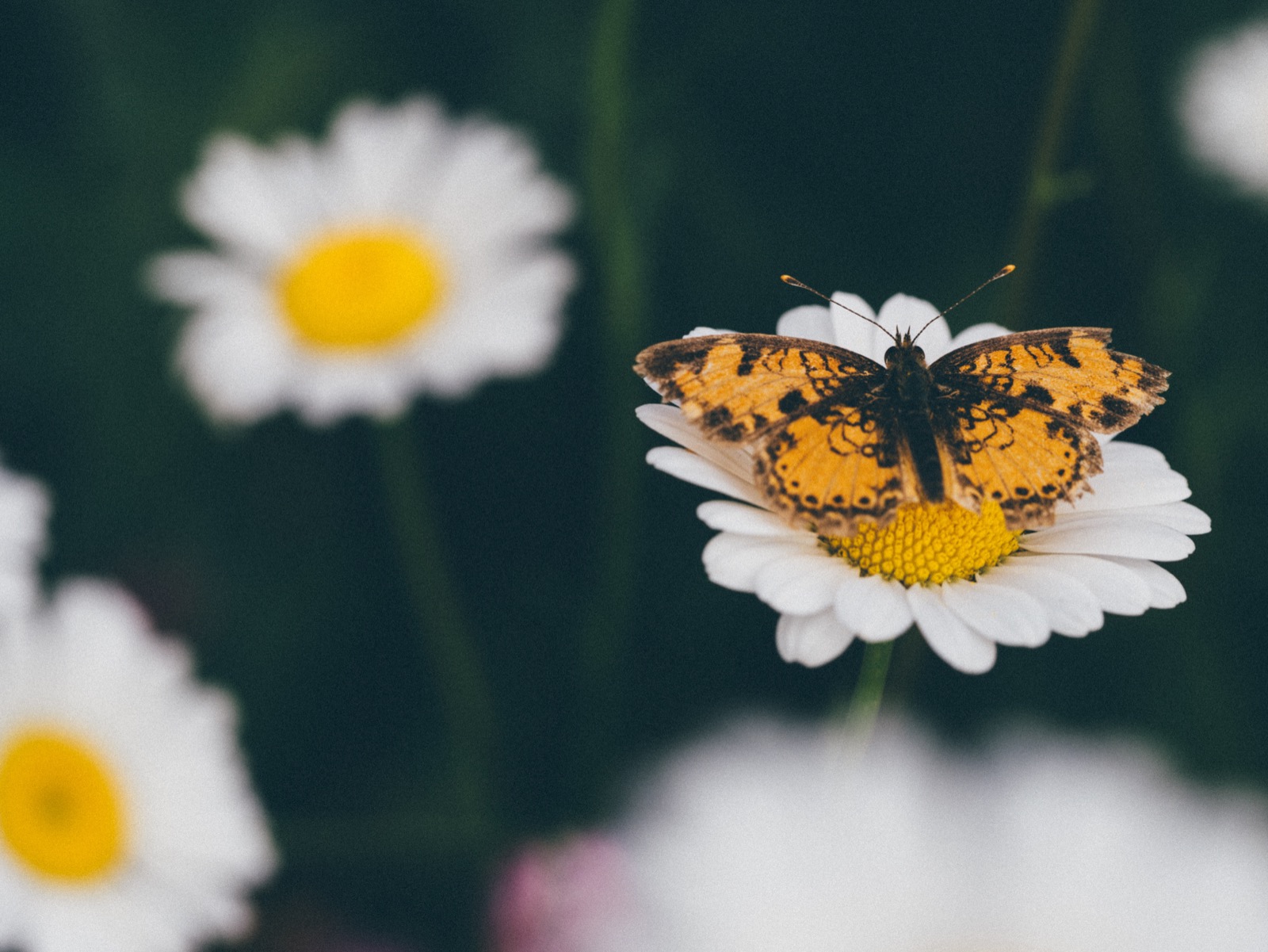 Natura