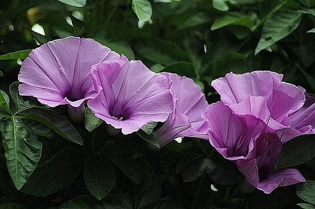 Apmw base flowers 4167