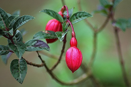 Apmw base flowers 4169