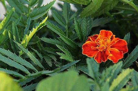 Apmw base flowers 4171