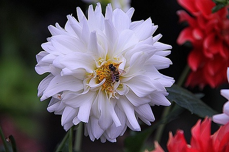 Apmw base flowers 4172