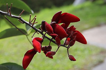 Apmw base flowers 4173