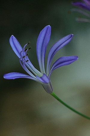Apmw base flowers 4174