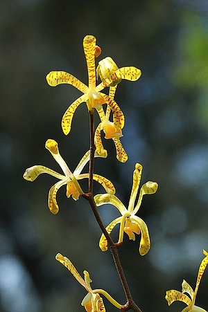 Apmw base flowers 4176