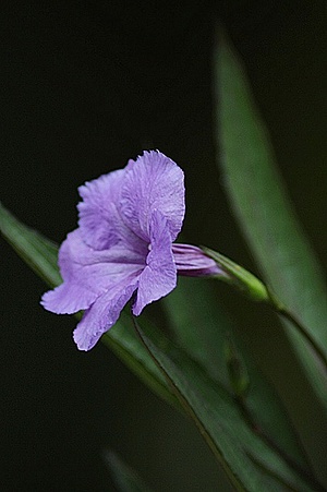 Apmw base flowers 4177
