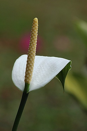 Apmw base flowers 4178