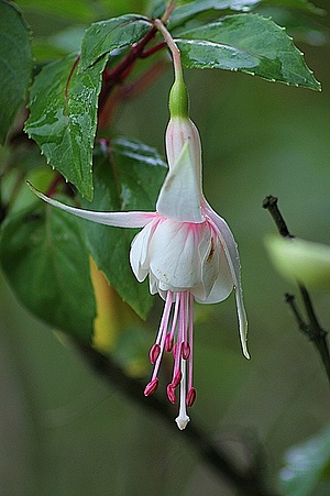 Apmw base flowers 4179