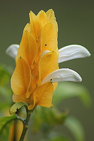 Apmw base flowers 4180