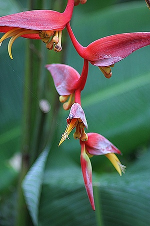 Apmw base flowers 4181