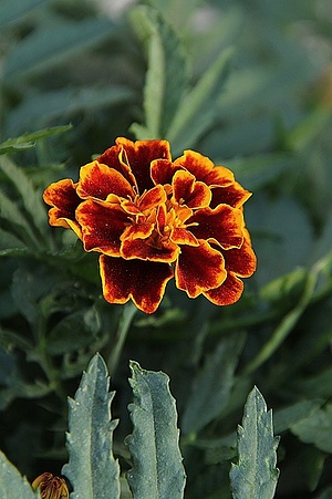 Apmw base flowers 4182