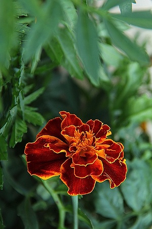 Apmw base flowers 4183