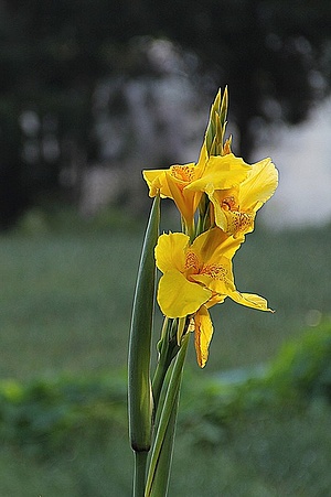 Apmw base flowers 4184