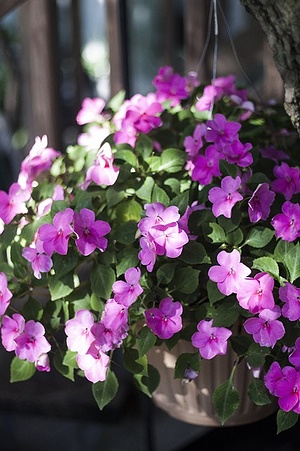 Apmw base flowers 4185