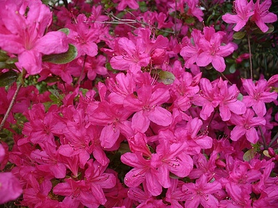 Apmw base flowers 4186