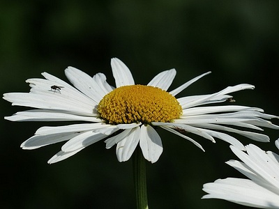 Apmw base flowers 4187