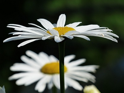 Apmw base flowers 4188