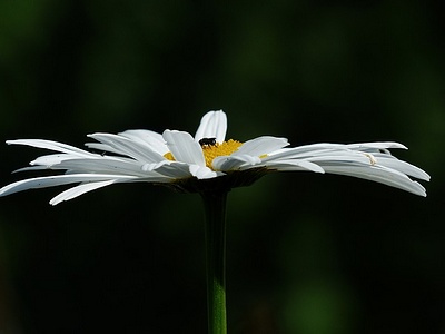 Apmw base flowers 4189