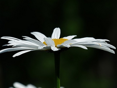 Apmw base flowers 4190