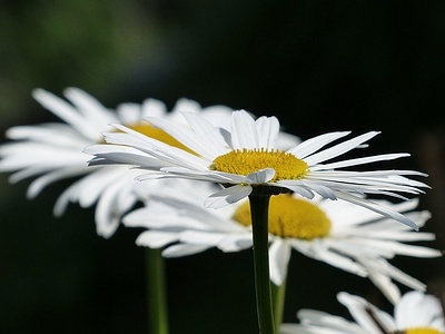 Apmw base flowers 4191