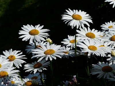 Apmw base flowers 4192