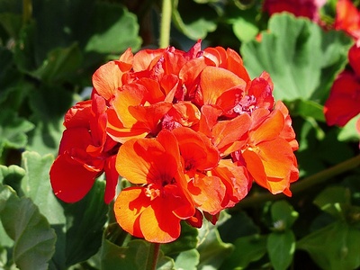 Apmw base flowers 4195