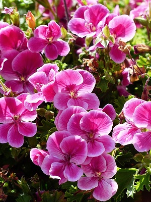 Apmw base flowers 4196