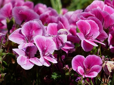 Apmw base flowers 4197