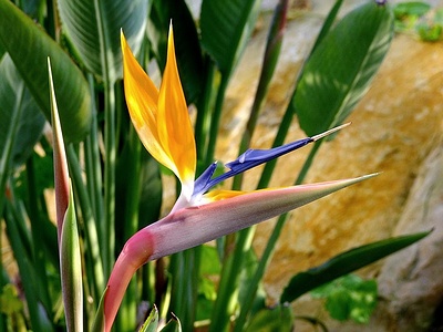 Apmw base flowers 4198