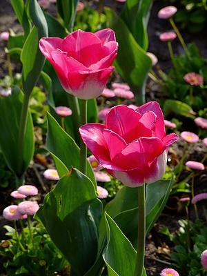 Apmw base flowers 4199