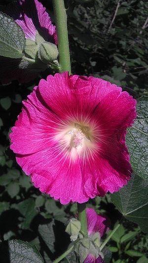 Apmw base flowers 4201