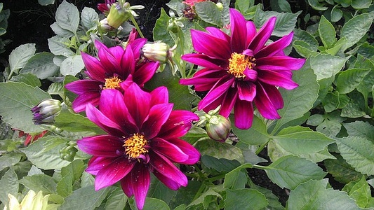 Apmw base flowers 4202