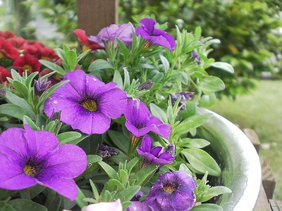 Apmw base flowers 4203