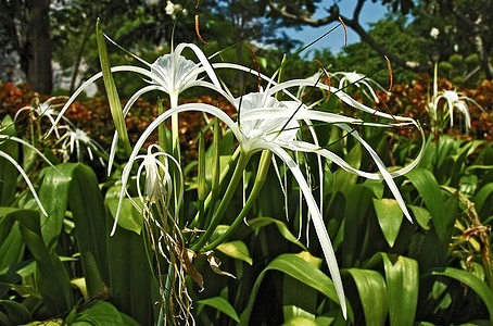 Apmw base flowers 4204