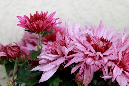 Apmw base flowers 4205