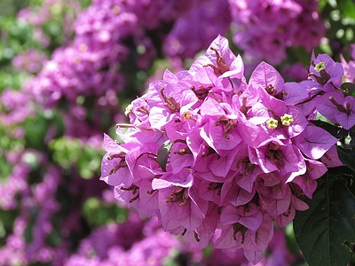 Apmw base flowers 4207