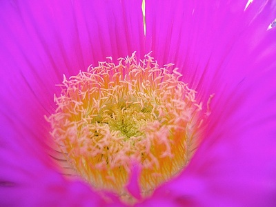 Apmw base flowers 4208