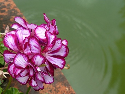 Apmw base flowers 4209