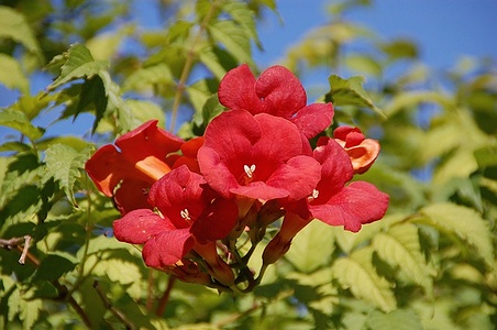 Apmw base flowers 4210