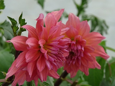 Apmw base flowers 4211