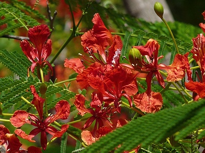 Apmw base flowers 4212