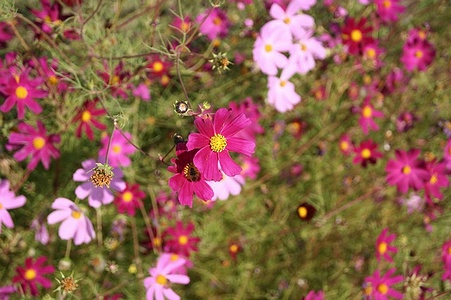 Apmw base flowers 4213