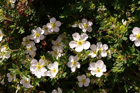 Apmw base flowers 4214