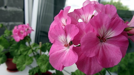 Apmw base flowers 4215