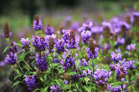 Apmw base flowers 4216