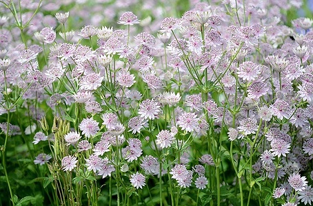Apmw base flowers 4217