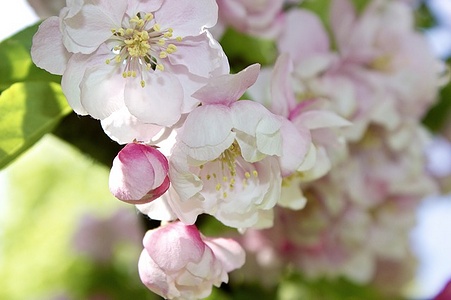 Apmw base flowers 4219
