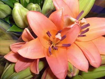 Apmw base flowers 4221