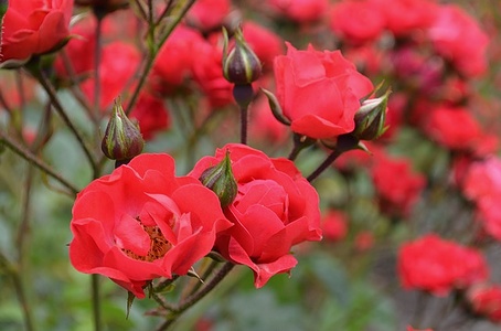 Apmw base flowers 4222