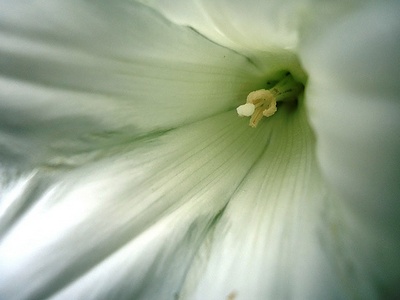 Apmw base flowers 4223