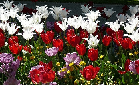 Apmw base flowers 4224